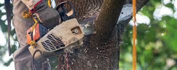  Live Oak, CA Tree Care Pros