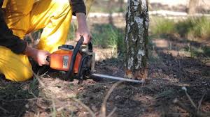 Best Root Management and Removal  in Live Oak, CA