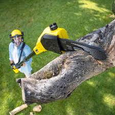 Pest Control for Lawns in Live Oak, CA