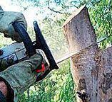 Best Tree Disease Treatment  in Live Oak, CA