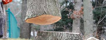 Live Oak, CA Tree Care Company