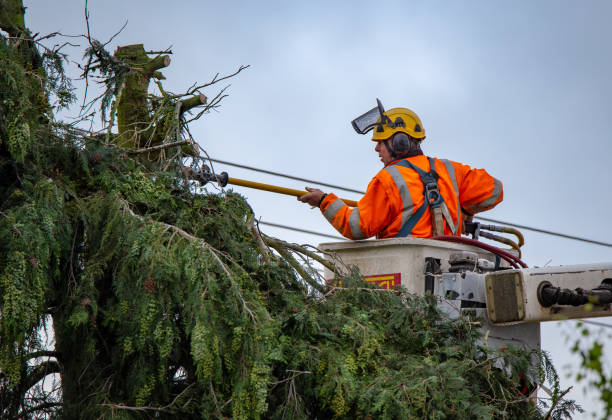 Best Tree Removal  in Live Oak, CA