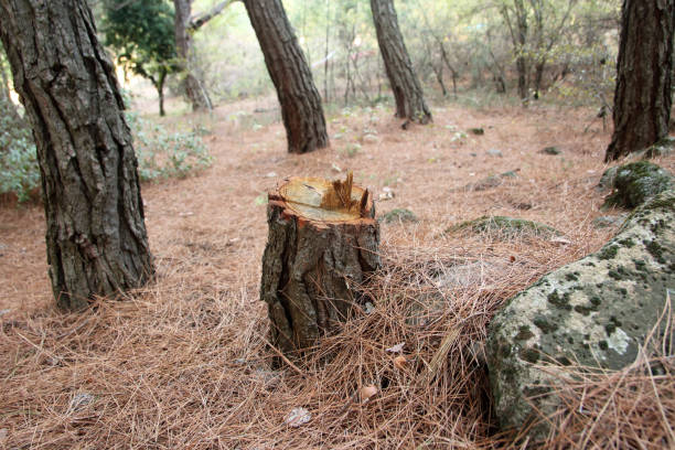 Best Firewood Processing and Delivery  in Live Oak, CA