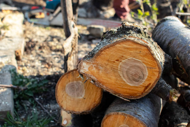 Best Utility Line Clearance  in Live Oak, CA