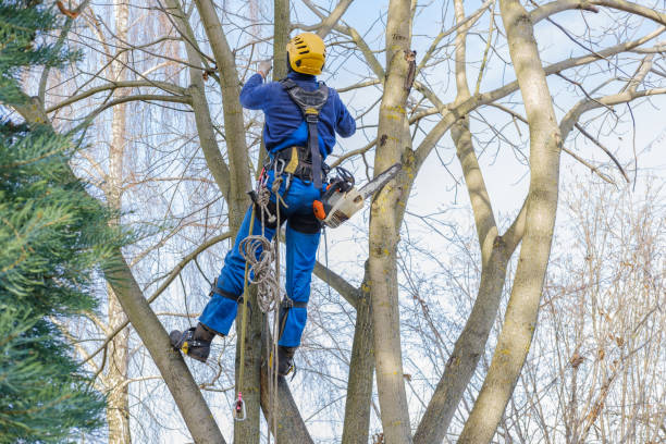 Best Tree Cabling and Bracing  in Live Oak, CA