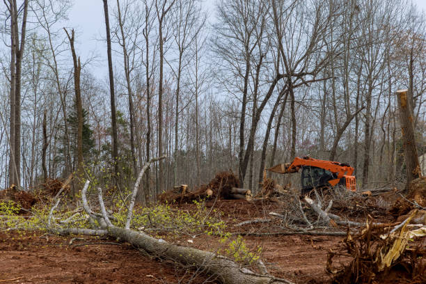 Best Hazardous Tree Removal  in Live Oak, CA