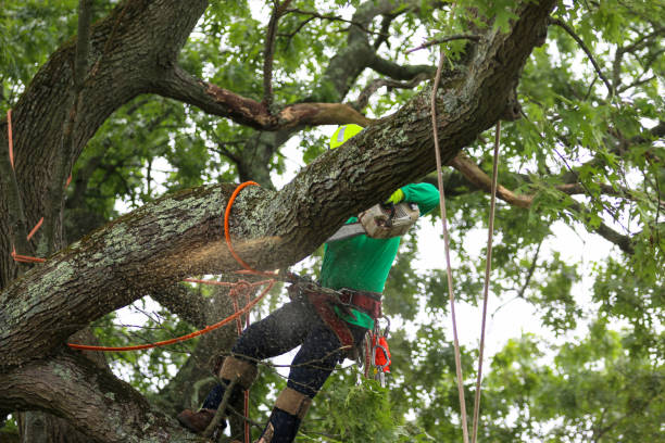 Best Tree Preservation Services  in Live Oak, CA