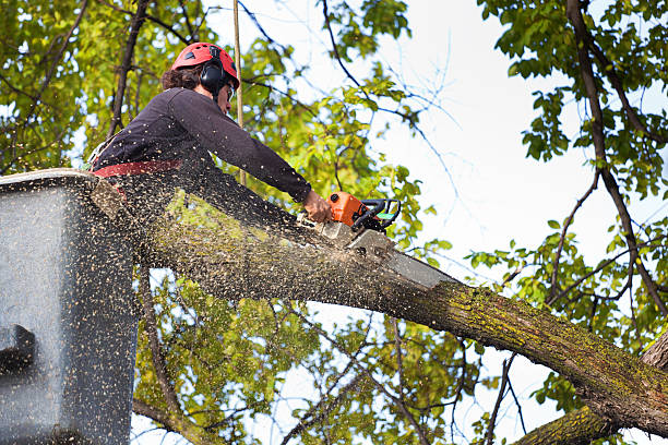 Best Pest Control for Lawns  in Live Oak, CA