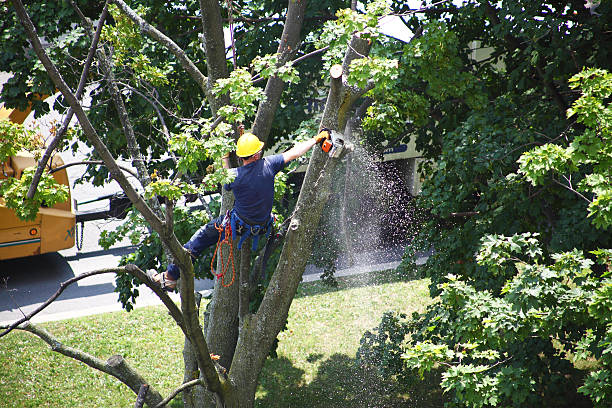 Best Tree Mulching  in Live Oak, CA