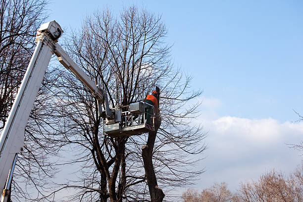Best Stump Grinding and Removal  in Live Oak, CA